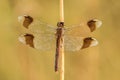 Banded darter Sympetrum pedemontanum