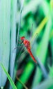 Beautiful nature scene dragonfly. Dragonfly in the nature habitat using as a background or wallpaper. Royalty Free Stock Photo