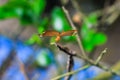 Beautiful nature scene dragonfly. Dragonfly in the nature habitat using as a background or wallpaper. Royalty Free Stock Photo