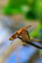 Beautiful nature scene dragonfly. Dragonfly in the nature habitat using as a background or wallpaper. Royalty Free Stock Photo