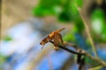 Beautiful nature scene dragonfly. Dragonfly in the nature habitat using as a background or wallpaper. Royalty Free Stock Photo