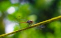 Beautiful nature scene dragonfly. Dragonfly in the nature habitat using as a background or wallpaper. Royalty Free Stock Photo