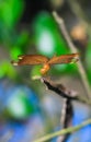 Beautiful nature scene dragonfly. Dragonfly in the nature habitat using as a background or wallpaper. Royalty Free Stock Photo