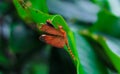 Beautiful nature scene dragonfly. Dragonfly in the nature habitat using as a background or wallpaper. Concept for writing article. Royalty Free Stock Photo