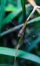 Beautiful nature scene dragonfly. Dragonfly in the nature habitat using as a background or wallpaper. Royalty Free Stock Photo