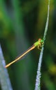 Beautiful nature scene dragonfly. Dragonfly in the nature habitat using as a background or wallpaper. Royalty Free Stock Photo