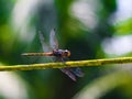 Beautiful nature scene dragonfly. Dragonfly in the nature habitat using as a background or wallpaper. Royalty Free Stock Photo