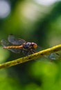 Beautiful nature scene dragonfly. Dragonfly in the nature habitat using as a background or wallpaper. Royalty Free Stock Photo