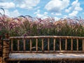 Beautiful nature scene of grass field with blur blue sky with clouds background with empty brown bamboo wood bench. Royalty Free Stock Photo