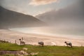 Beautiful nature scene at Keem beach, Achill Island, Ireland. Wool sheep on a grass by the beach early in the morning. Fog over Royalty Free Stock Photo