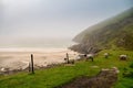 Beautiful nature scene at Keem beach, Achill Island, Ireland. Wool sheep on a grass by the beach early in the morning. Fog over Royalty Free Stock Photo