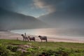 Beautiful nature scene at Keem beach, Achill Island, Ireland. Wool sheep on a grass by the beach early in the morning. Fog over Royalty Free Stock Photo