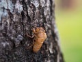 Beautiful nature scene macro cicada molting. Showing of eyes and wing detail.Cicada in the wildlife nature habitat using as