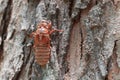 Beautiful nature scene macro cicadas molting