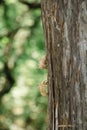 Cicada insect stick on tree. Macro cicadas molting. Insect molting cicadas on tree in nature. Cicadas metamorphosis