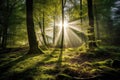 Misty Spring Green Forest with Sun Rays Royalty Free Stock Photo