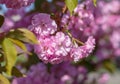 Beautiful nature scene with sakura pink blossom on blurred colorful background Royalty Free Stock Photo