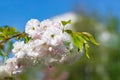 Beautiful nature scene with sakura white blossom on blurred colorful background Royalty Free Stock Photo