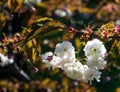 Beautiful nature scene with sakura white blossom on blurred dark background