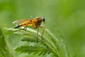 Snipe fly Rhagio scolopaceus