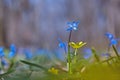 Beautiful nature scene with spring flowers. Blue spring flower Scylla Siberian, Siberian goose foot, wooden goose feathers