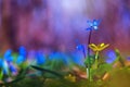 Beautiful nature scene with spring flowers. Blue spring flower of the Siberian mower, Siberian goose foot, wooden goose feathers