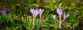 Beautiful Nature scene with Spring purple crocus flowers Royalty Free Stock Photo