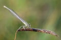 White-legged damselfly Platycnemis pennipes in the nature habitat. Royalty Free Stock Photo