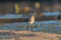 Beautiful nature scene with White wagtail Motacilla alba