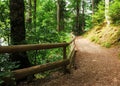 beautiful nature scenery with trail through forest in summer Royalty Free Stock Photo