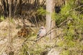 Beautiful nature scenes with a Jay Garrulus glandarius. A picture of a wild Eurasian Jay Garrulus glandarius on a pine branch. Royalty Free Stock Photo