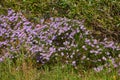 Beautiful nature setting of colorful flowers during a spring day outside. Green landscape view of tall grass and purple Royalty Free Stock Photo