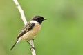 Beautiful nature, Siberian or Asian stonechat (Saxicola maurus Royalty Free Stock Photo