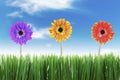 Beautiful Nature in Spring Royalty Free Stock Photo