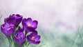 Beautiful Nature Spring Background with crocus flowers Royalty Free Stock Photo