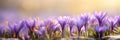 Beautiful Nature Spring Background. First spring flowers. Floral template with blooming purple crocus flowers close-up Royalty Free Stock Photo