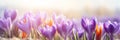 Beautiful Nature Spring Background. First spring flowers. Floral template with blooming purple crocus flowers close-up Royalty Free Stock Photo