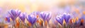 Beautiful Nature Spring Background. First spring flowers. Floral template with blooming purple crocus flowers close-up Royalty Free Stock Photo