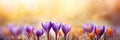 Beautiful Nature Spring Background. First spring flowers. Floral template with blooming purple crocus flowers close-up Royalty Free Stock Photo