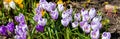 Beautiful Nature Spring Background. First spring flowers. Floral template with blooming purple crocus flowers close-up Royalty Free Stock Photo