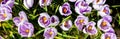 Beautiful Nature Spring Background. First spring flowers. Floral template with blooming purple crocus flowers close-up Royalty Free Stock Photo