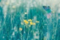 Beautiful nature in spring, buttercup and butterfly in meadow