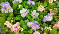 Spring Background of primula vulgaris Flowers Royalty Free Stock Photo