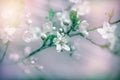 Beautiful nature in spring - flowering, blooming fruit tree Royalty Free Stock Photo