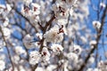 Beautiful nature in spring, flowering fruit tree and blue sky