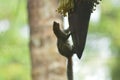 Beautiful nature squirrel on a banana tree