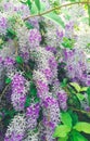 Beautiful Nature sri lankan white and purple mix flowers Royalty Free Stock Photo