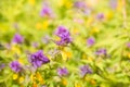 Melampyrum nemorosum flowers growing on meadow