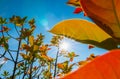 sun shining through the frame green leaves with ray of light in the forest Royalty Free Stock Photo