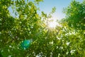 sun shining through the frame green leaves with ray of light in the forest Royalty Free Stock Photo